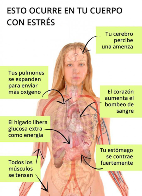 Consecuencias del estrés: efectos y reacciones de tu cuerpo y mente ...