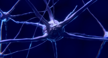 Epilepsia desde una perspectiva ontogenética